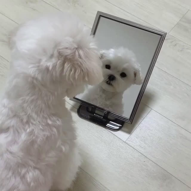 小狗照镜子
