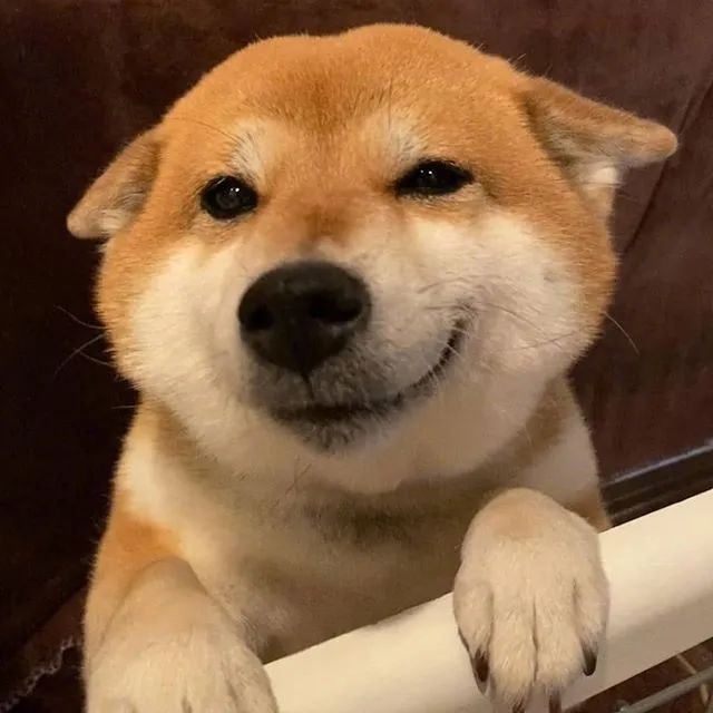 为什么大家都喜欢柴柴?因为这货简直是宝藏源泉!