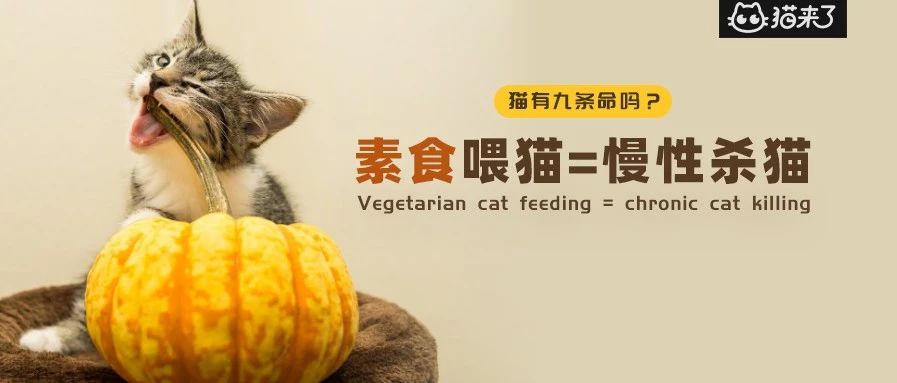絕對肉食性動物只給貓吃素反而是間接害死它 每日頭條