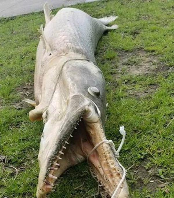 美国一公园散发恶臭 原是大型鳄雀鳝死于湖中