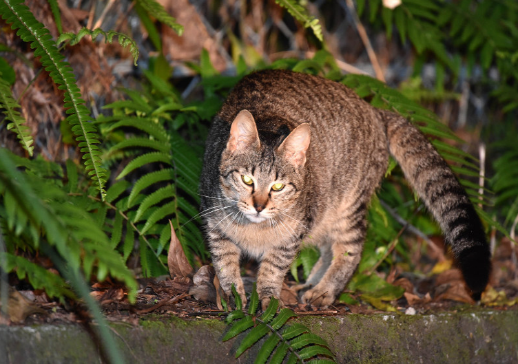 保护生态还是残害生灵日本捕杀野猫引热议