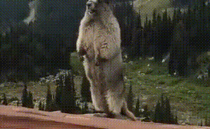 298_184gif 动态图 动图