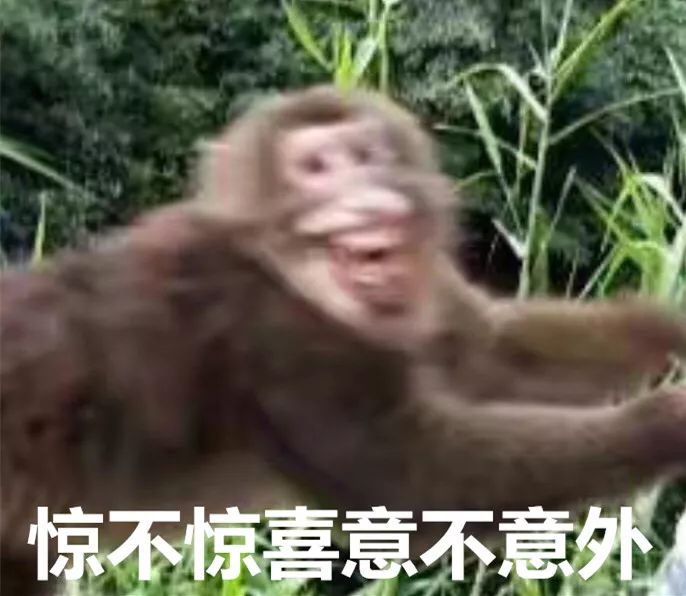 "被猴王选中的女人,确定过眼神