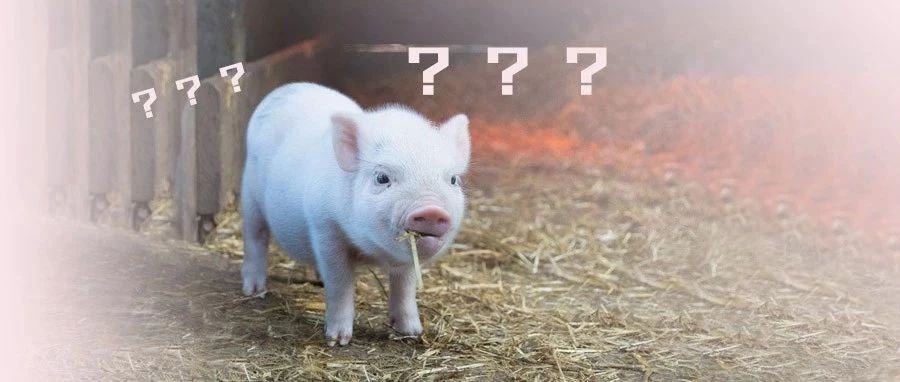 你:「我胖得跟猪一样。」|猪肉|脂肪含量|瘦肉_新浪新闻