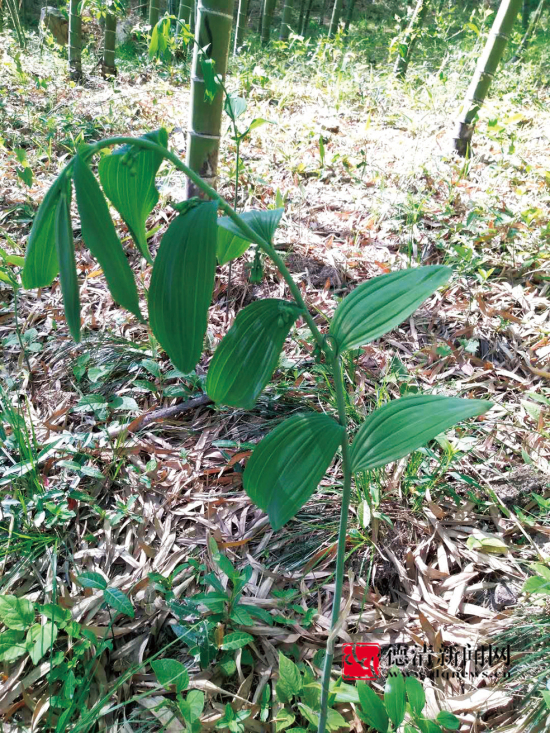 庙前村林下有"黄金"