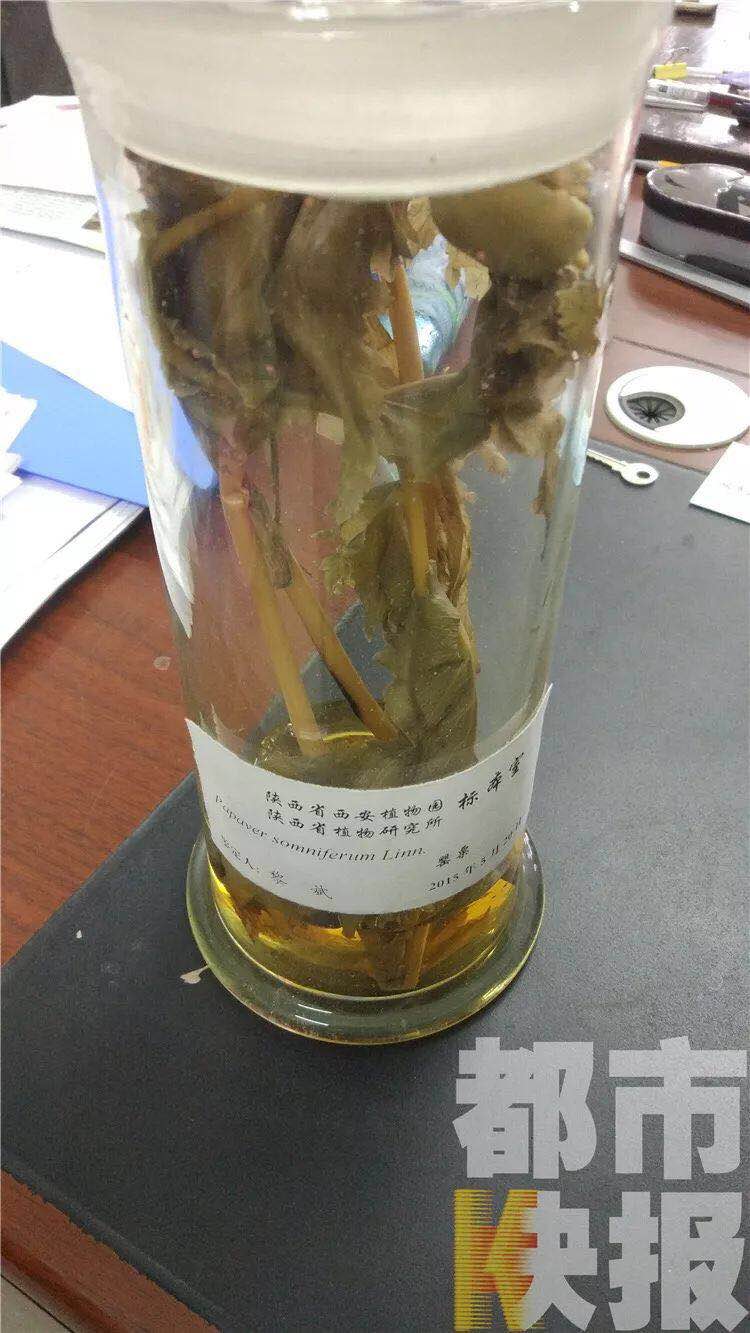 西安街头绿化带惊现罂粟花植物学专家这样说