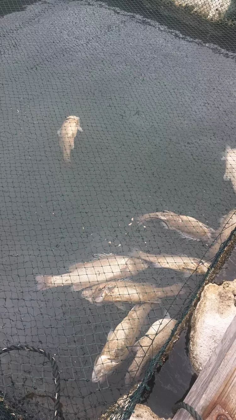 事发海域鱼排 图片来源：特约记者 檀越 摄