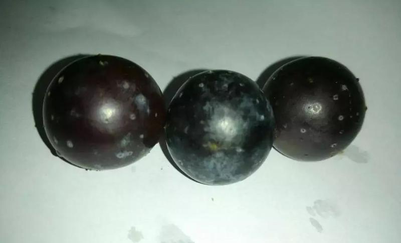 这不是营养珠,   也不是调节剂使用不当.