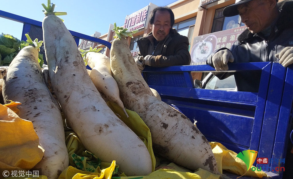 阜新现18斤长约1米的萝卜 俩壮汉合力才可拔出