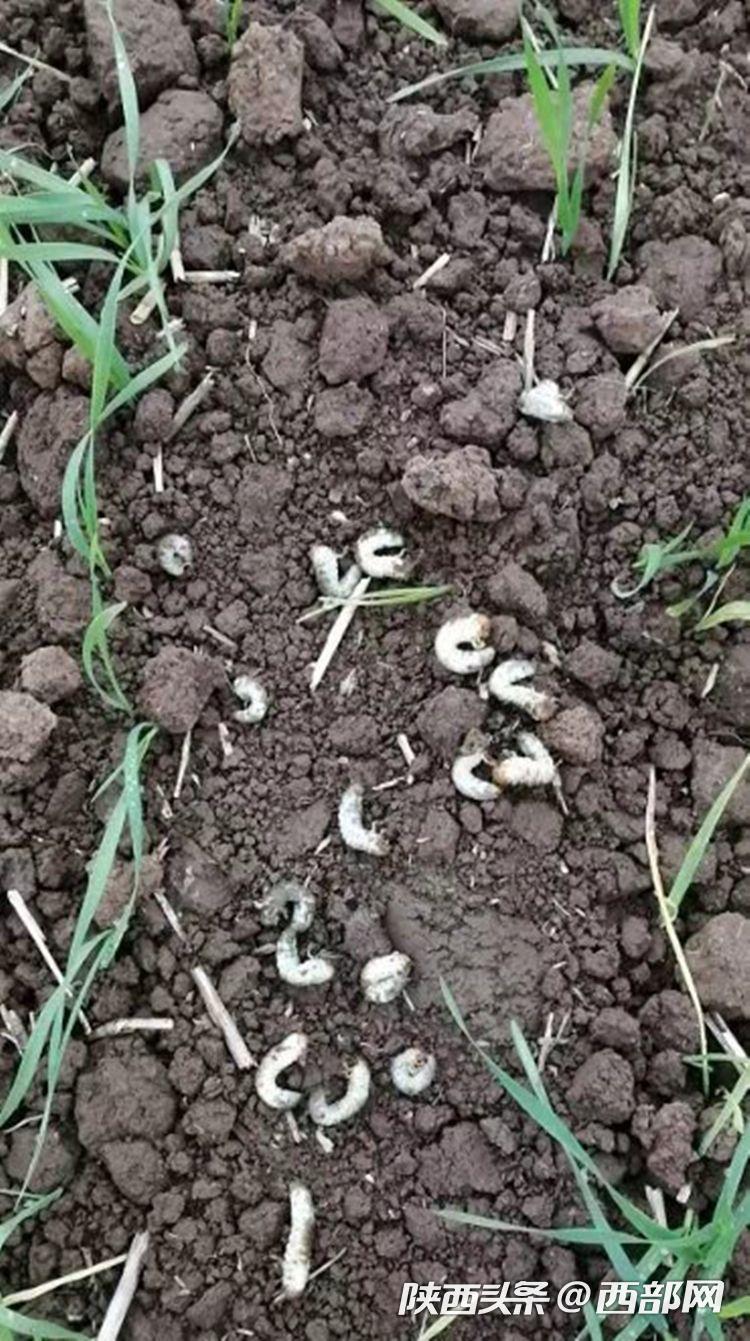 宝鸡多地发生地下害虫蛴螬致麦苗枯死虫害 建议加大灭杀力度或翻种|蛴