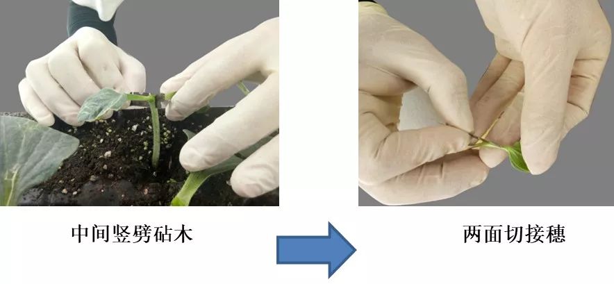 砧木|接穗|西瓜_新浪新闻