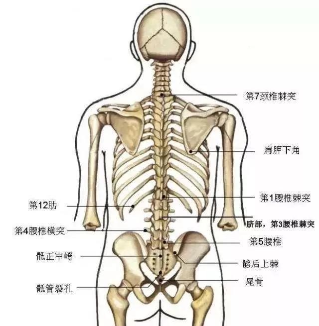 女性腰胝骨位置示意图图片