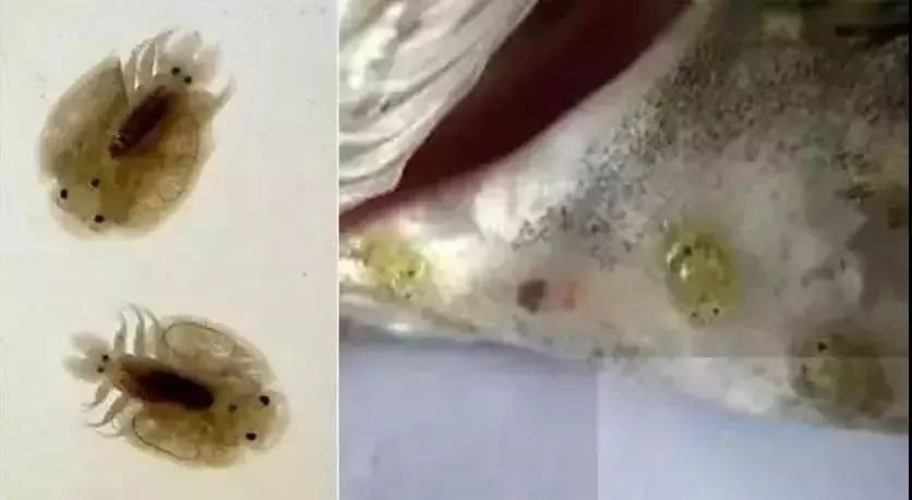 最全鱼类寄生虫图谱及防控措施|寄生虫|淡水鱼病诊治技术_新浪新闻