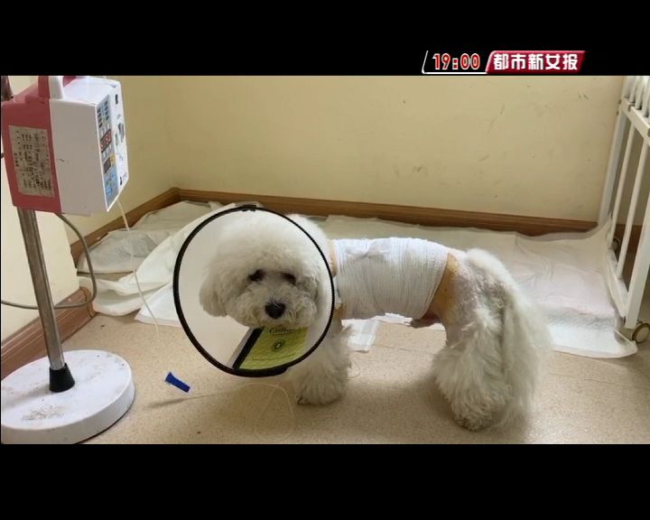 孕妇遭大狗围困手牵小狗被咬断肋骨脾脏破裂 孕妇遭大狗围困手牵小狗被咬断肋骨脾脏破裂