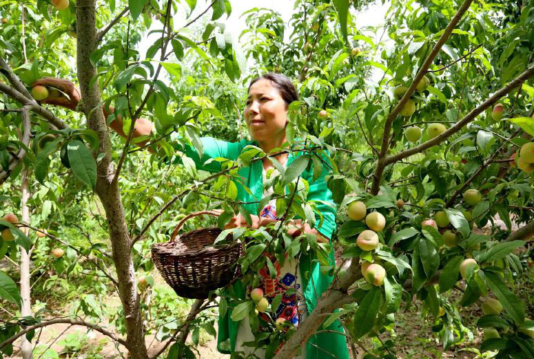 强根基 融多元 全产业链发展助力乡村振兴