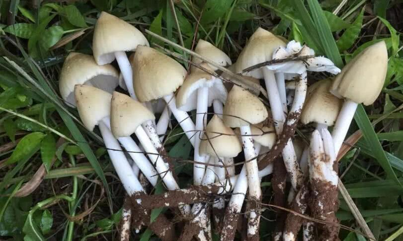 它有几种不同的品种,比如火把鸡枞,黄皮鸡枞,黑皮鸡枞,水鸡枞等等,光