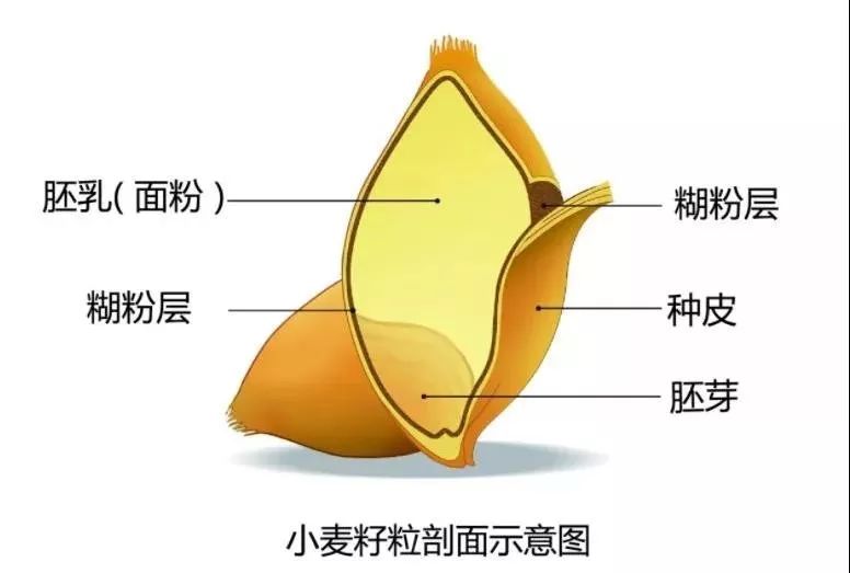 柚子解剖图图片