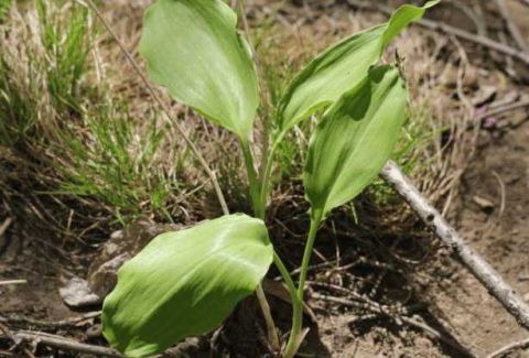 农村很多植物都有一些神奇的功效.