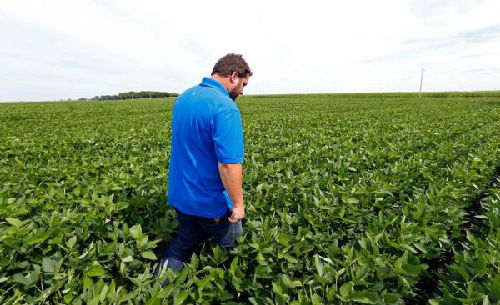 美国明尼苏达州一名豆农在其农场中检查大豆作物(美联社)