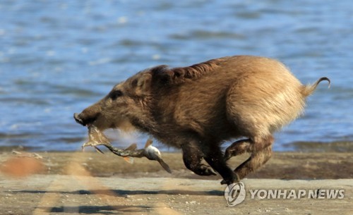 资料图：正在奔跑的野猪（韩联社）
