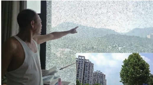 ▲金茂梅溪湖小区5栋1305室业主家，整块窗户玻璃都裂成了“蜘蛛网”。记者 陈月红 摄