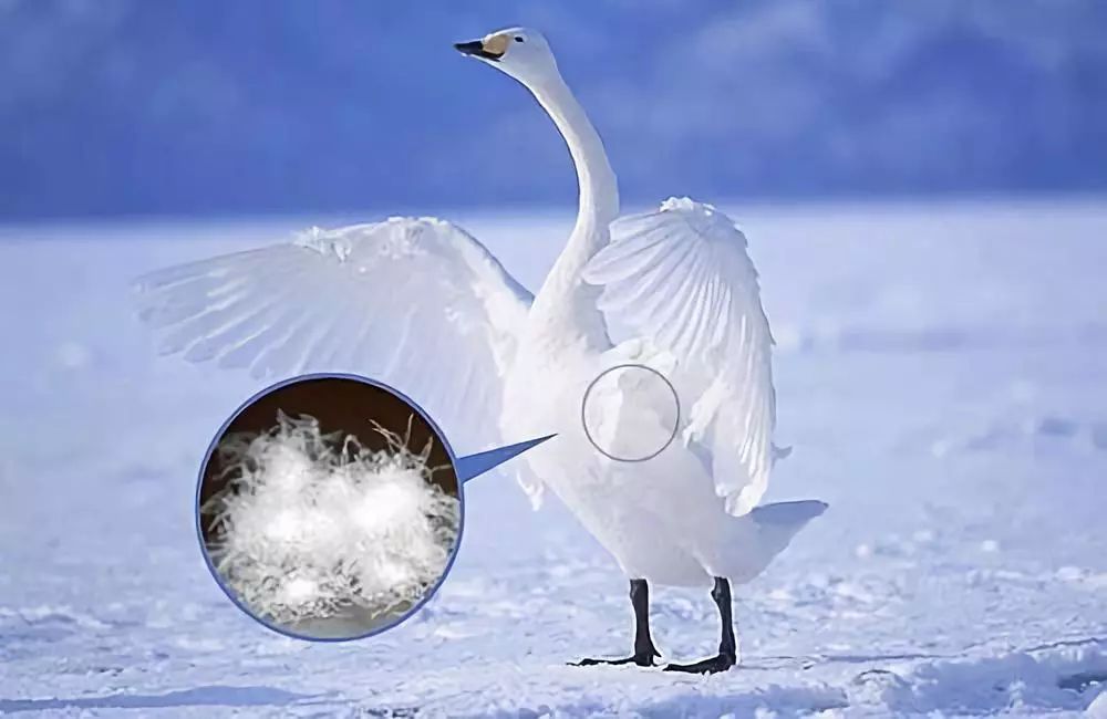 秒杀| 有了多用鹅绒毯,不再怕换季感冒!