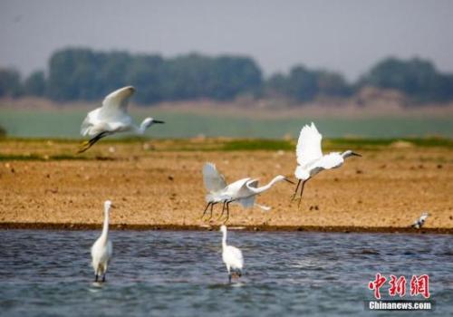 资料图：10月4日，在江西鄱阳湖都昌马影湖水域拍摄的白鹭。中新社发 傅建斌 摄