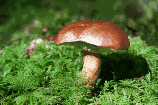 510_340gif 动态图 动图