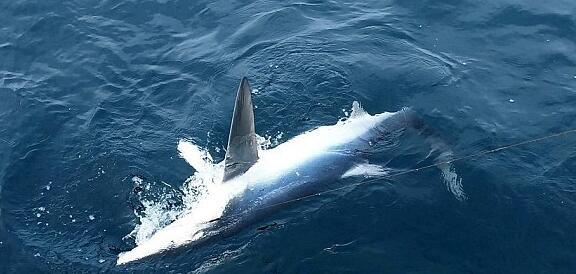 这5人一天钓到20头鲨鱼