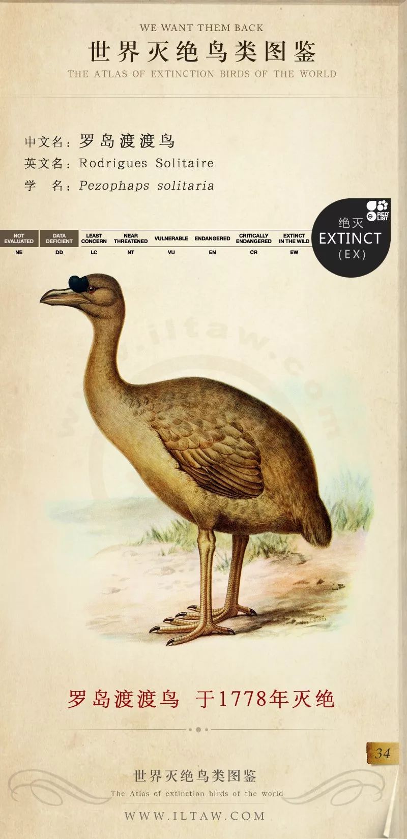 世界灭绝鸟类图鉴(一)