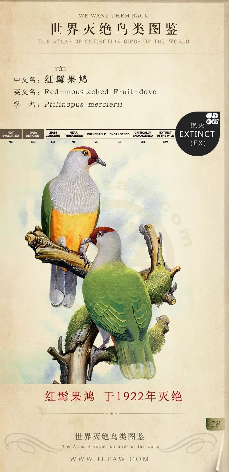 世界灭绝鸟类图鉴(一)