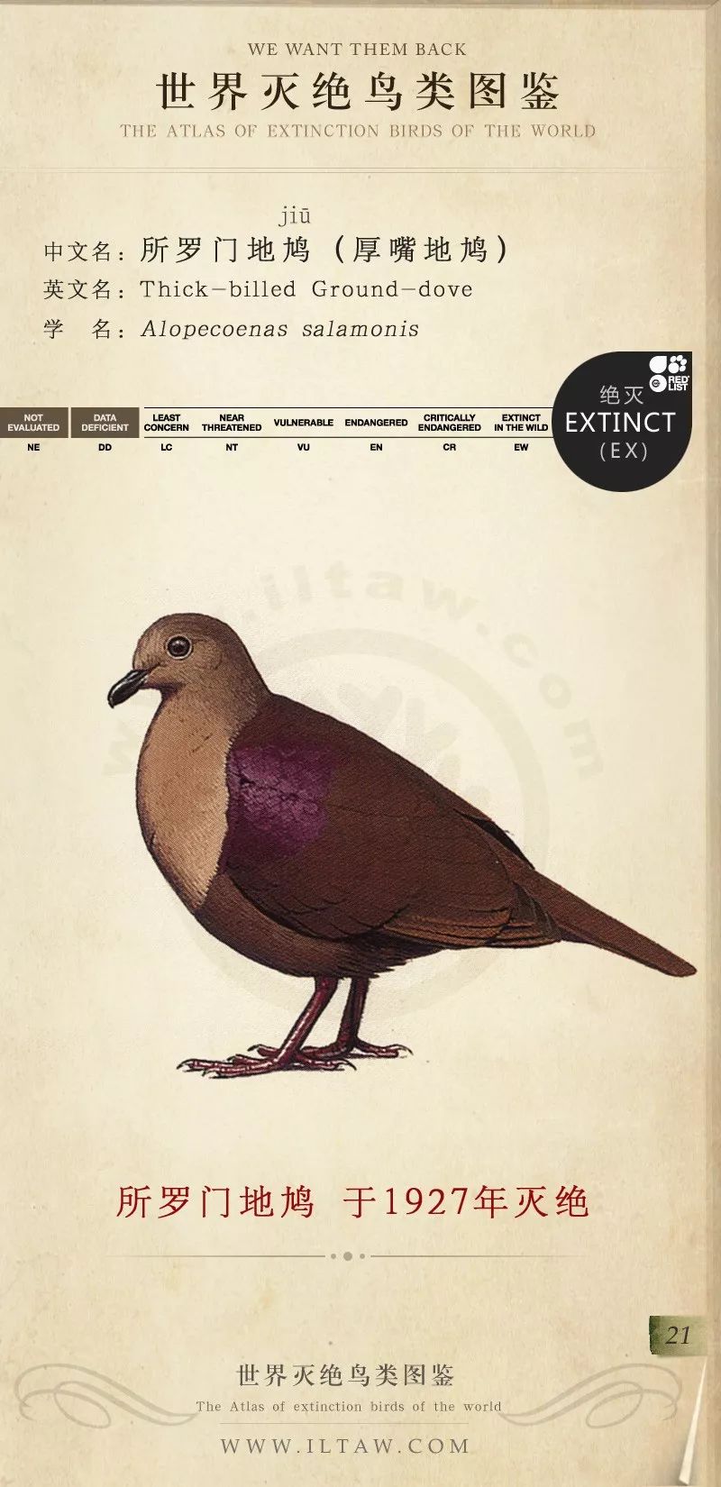 世界灭绝鸟类图鉴(一)