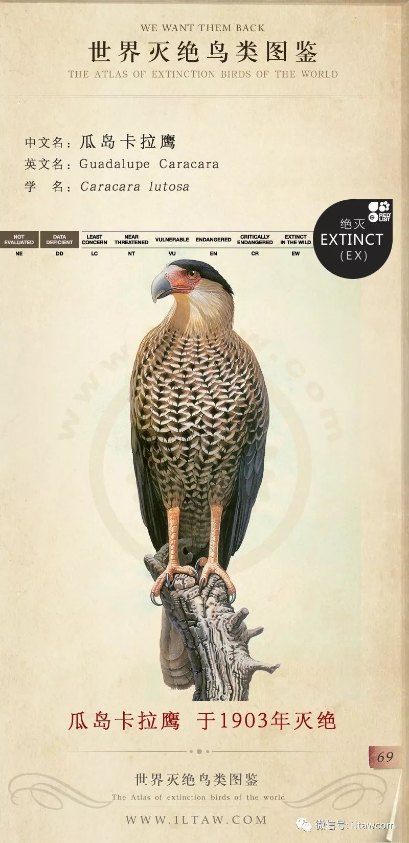 世界灭绝鸟类图鉴(一)