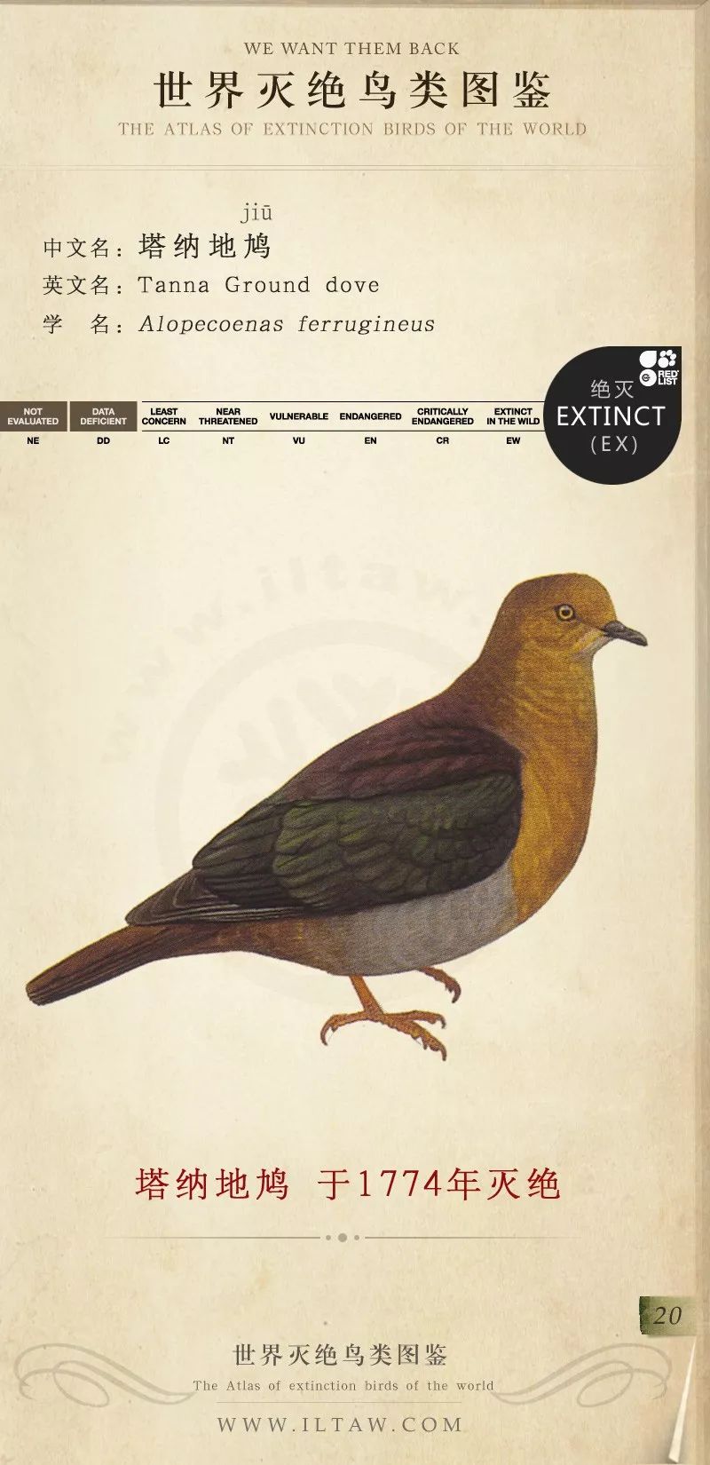 世界灭绝鸟类图鉴(一)