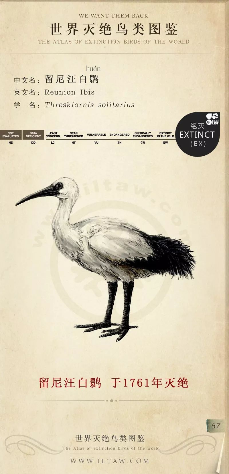 灭绝鸟类图鉴图片