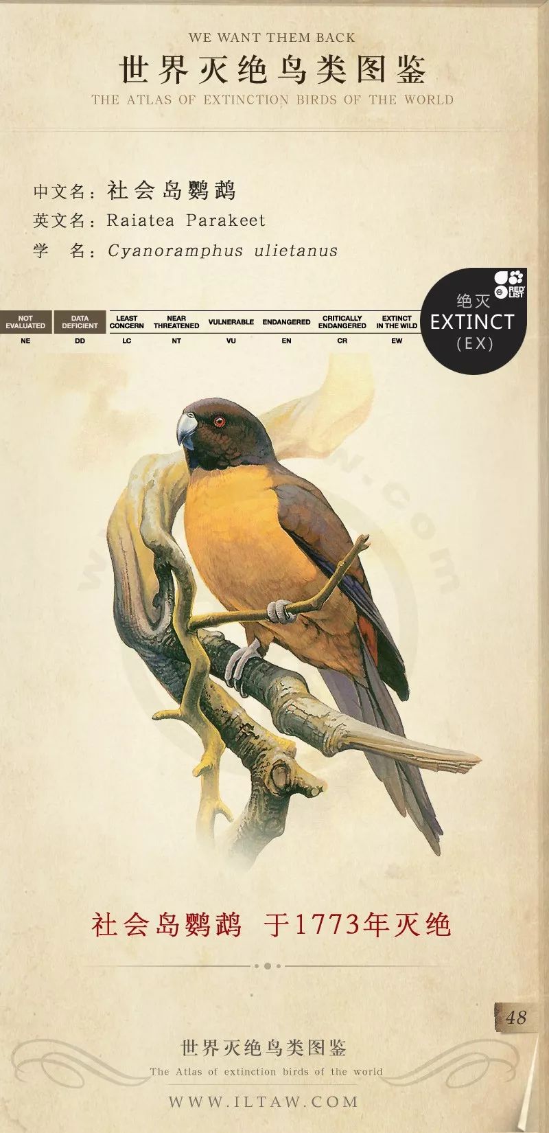 灭绝鸟类图鉴图片