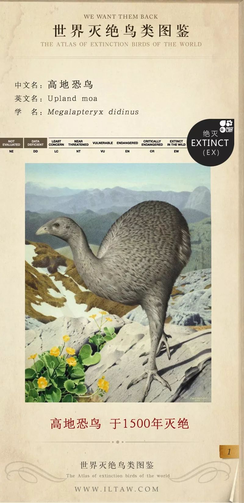 世界灭绝鸟类图鉴(一)