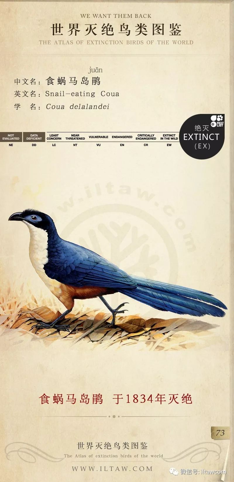 世界灭绝鸟类图鉴(一)