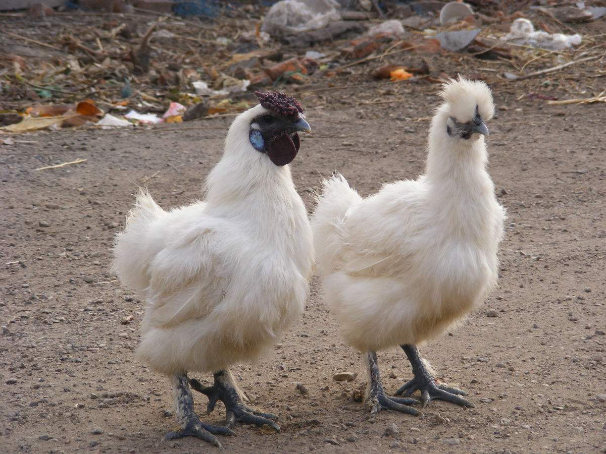 有阿里健康追溯技术助力 衢州这只白毛乌骨鸡出名了