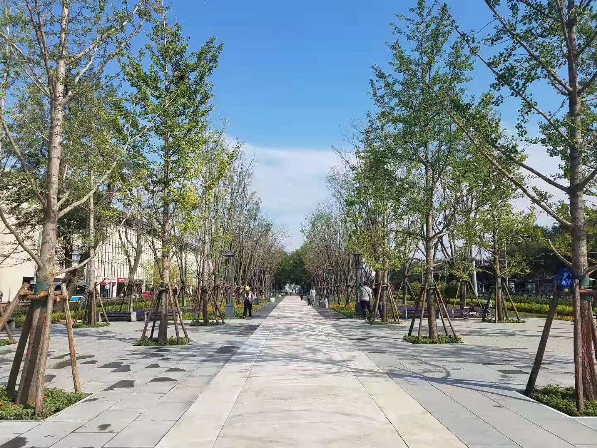 南中轴御道全线贯通明清皇帝去天坛先农坛走的路我们也走走