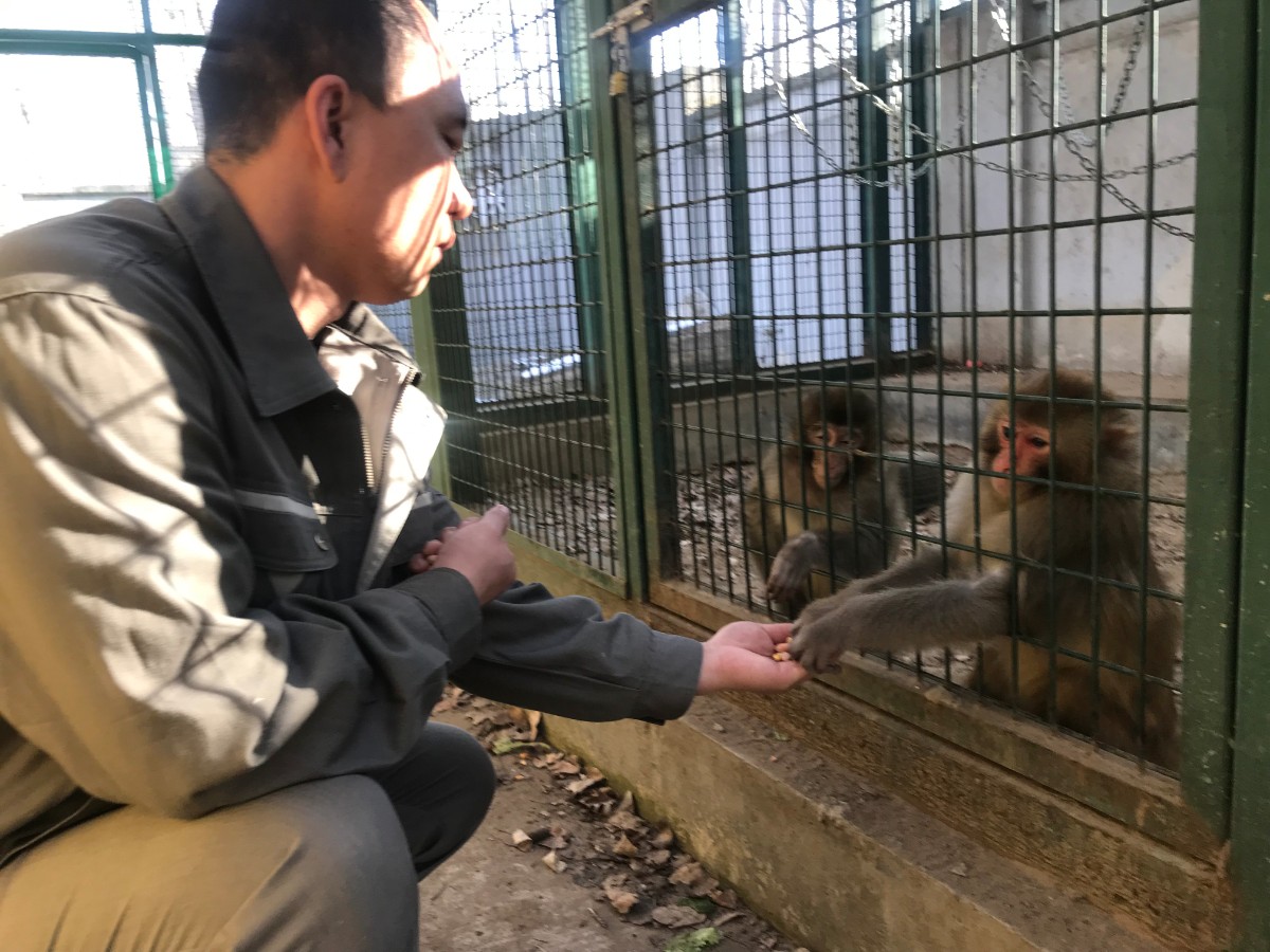 把猕猴当宠物,不合法!