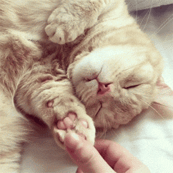 猫不是宠物,是我的家人