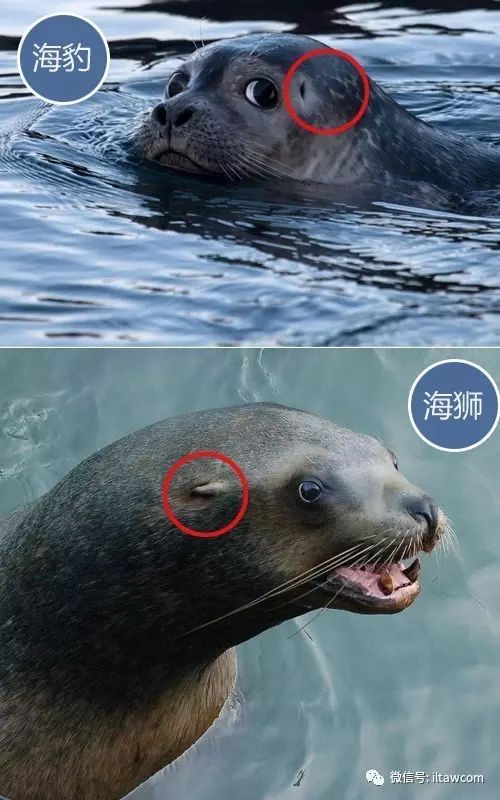 丰田海狮和考斯特车型价格及销售渠道 丰田海狮不同座位版本购买及优惠有哪些