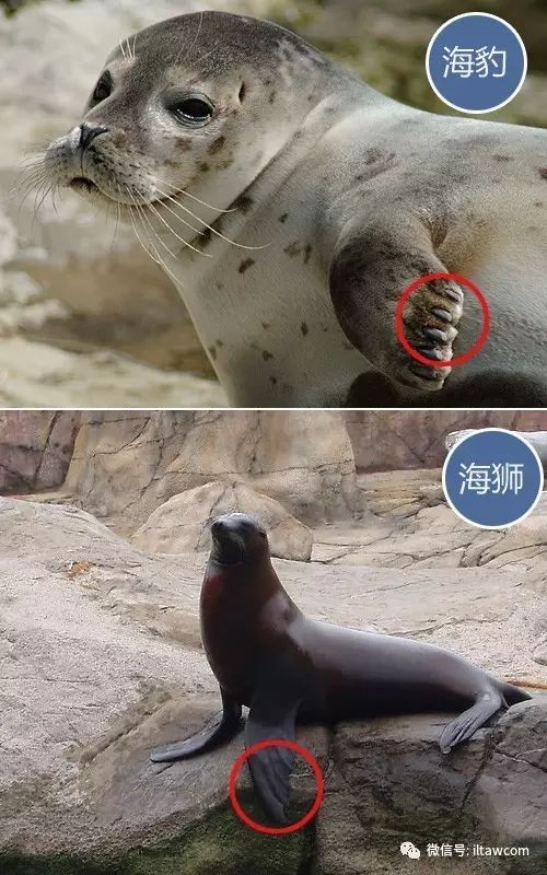 比亚迪海豹EV低趴