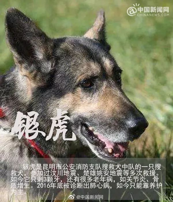 汶川地震救下15条人命的狗狗去世网友写下3800条评论第一条就看哭了