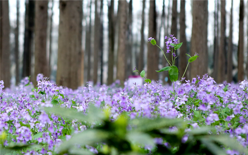 春天去高校打卡啦南理工二月兰迎来盛开期