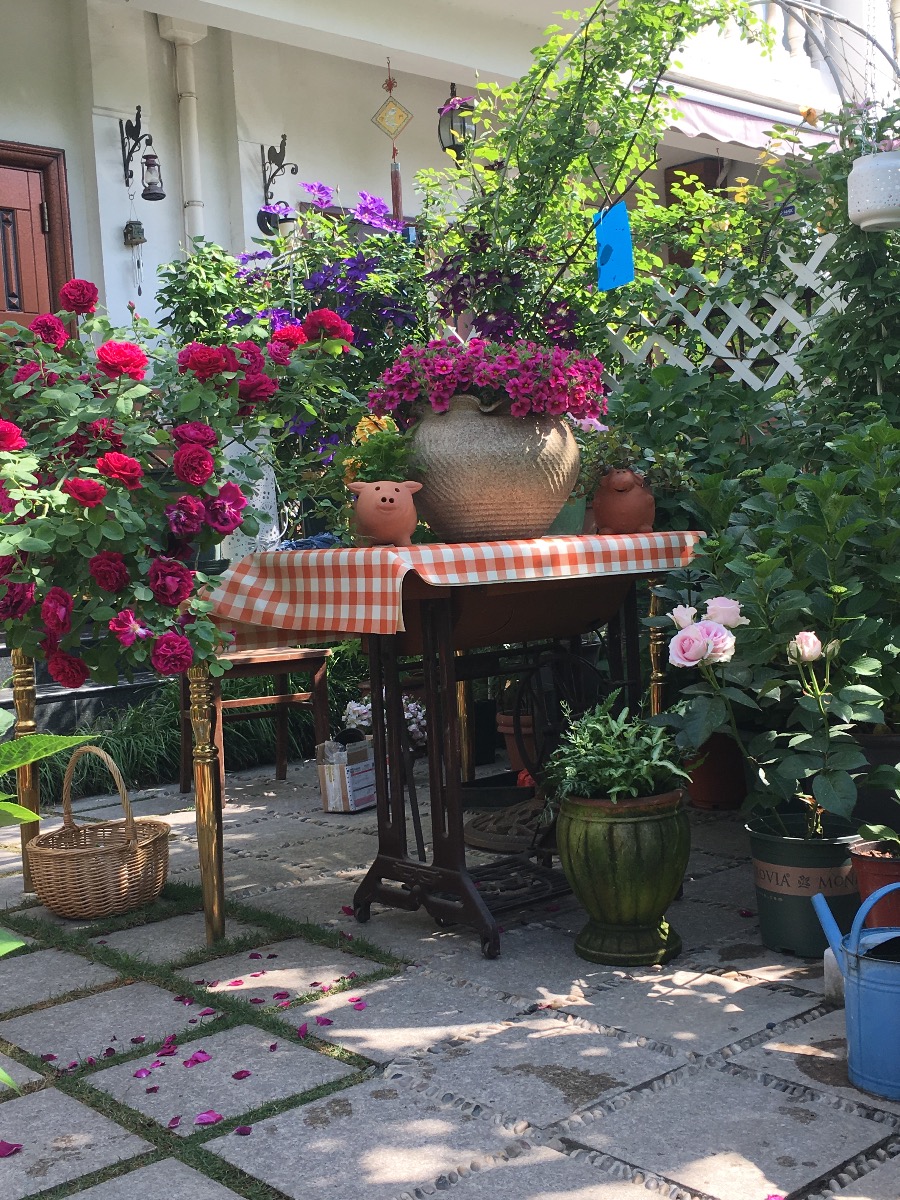 满庭花草太让人羡慕听最美阳台庭院主人说养花秘笈