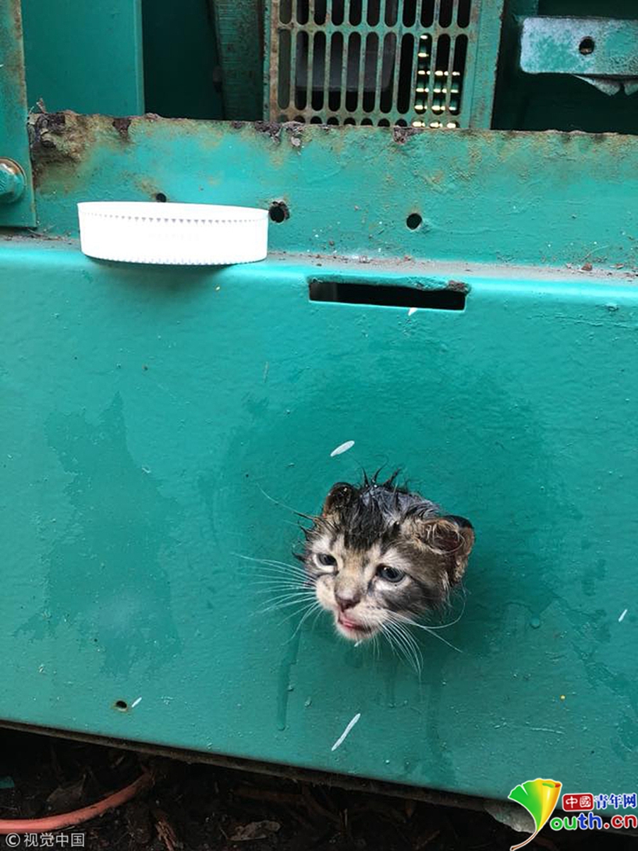 中国青年网北京8月16日电 近日,美国佛罗里达,俗话说"好奇害死猫",而