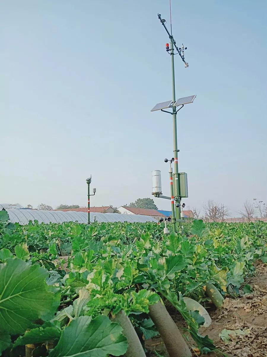 山东首个特色萝卜农田小气候站落户潍坊寒亭