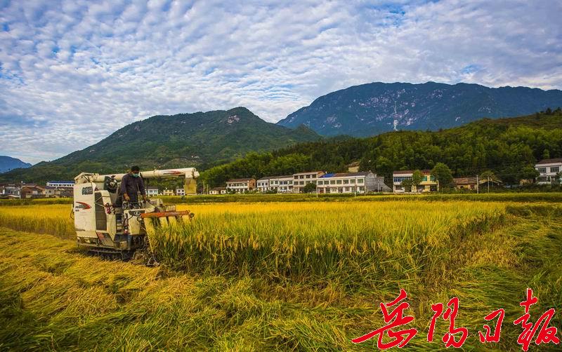 平江县南江镇石江村高标准农田建设稻谷喜获丰收